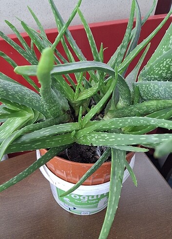 Diğer Aloevera