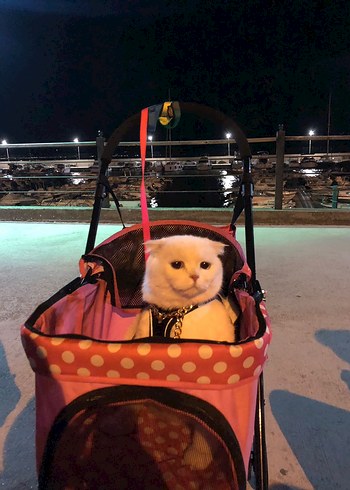  Beden Renk Pembe Desenli Köpek Arabası ZAMPA