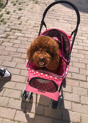 Pembe Desenli Köpek Arabası ZAMPA
