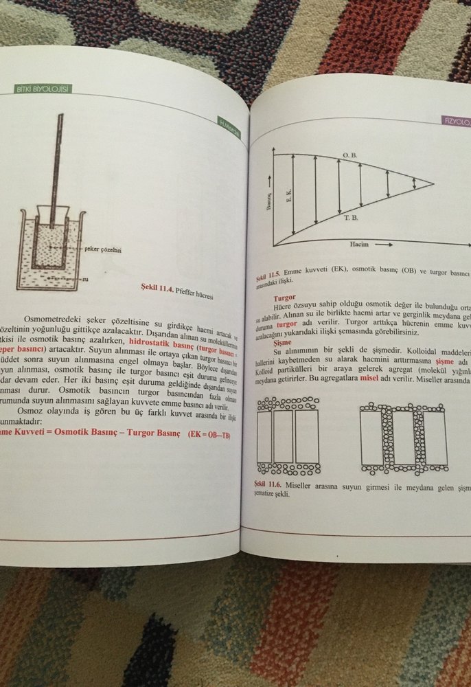 Bitki Biyolojisi - Prof. Dr. Hüseyin Masırdalı - Görsel 4