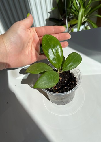 Diğer Hoya Erythrostemma 048