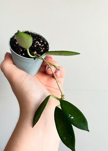 Hoya Stoneana
