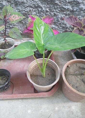 Alocasia macrorrhizos fil kulağı
