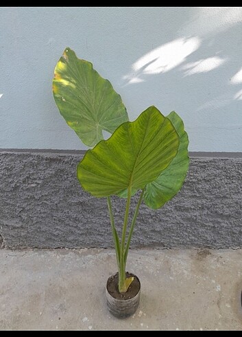 Alocasia macrorrhizos fil kulağı 
