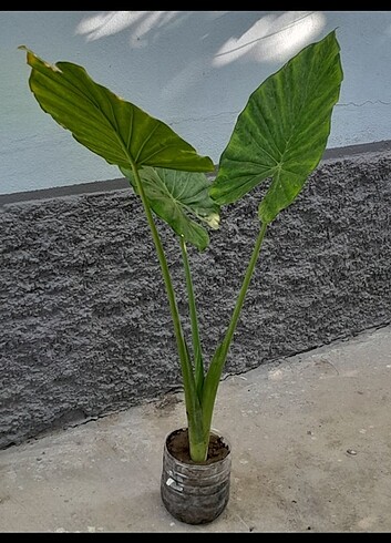 Çiçek Alocasia macrorrhizos fil kulağı 