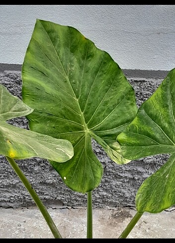  Beden Alocasia macrorrhizos fil kulağı 