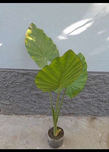 Beden yeşil Renk Alocasia macrorrhizos fil kulağı 