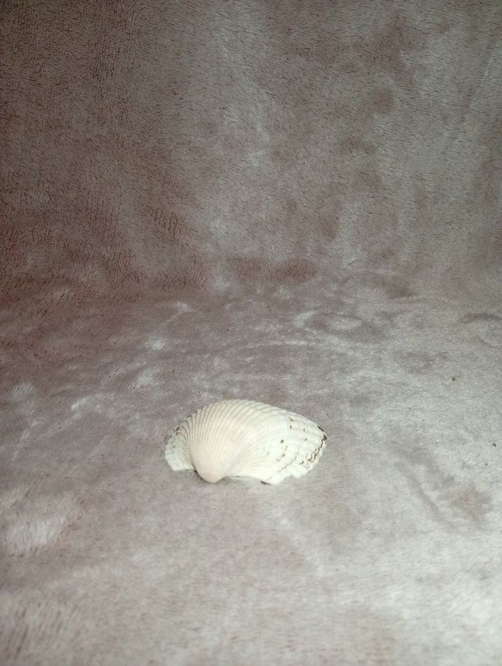 10 Adet Deniz Kabuğu - Görsel 2