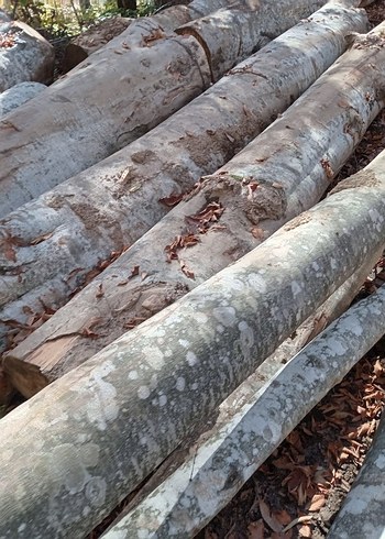 1. Sınıf gürgen ağacı ton bazlı satış - Görsel 3