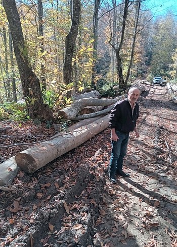1. Sınıf gürgen ağacı ton bazlı satış - Görsel 6