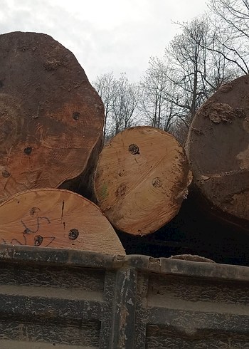 1. Sınıf gürgen ağacı ton bazlı satış - Görsel 2