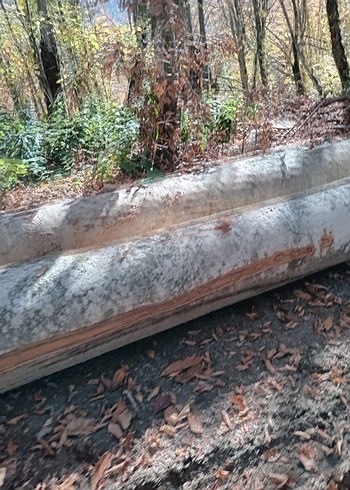 1. Sınıf gürgen ağacı ton bazlı satış - Görsel 5