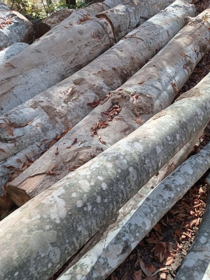 1. Sınıf gürgen ağacı ton bazlı satış - Görsel 3