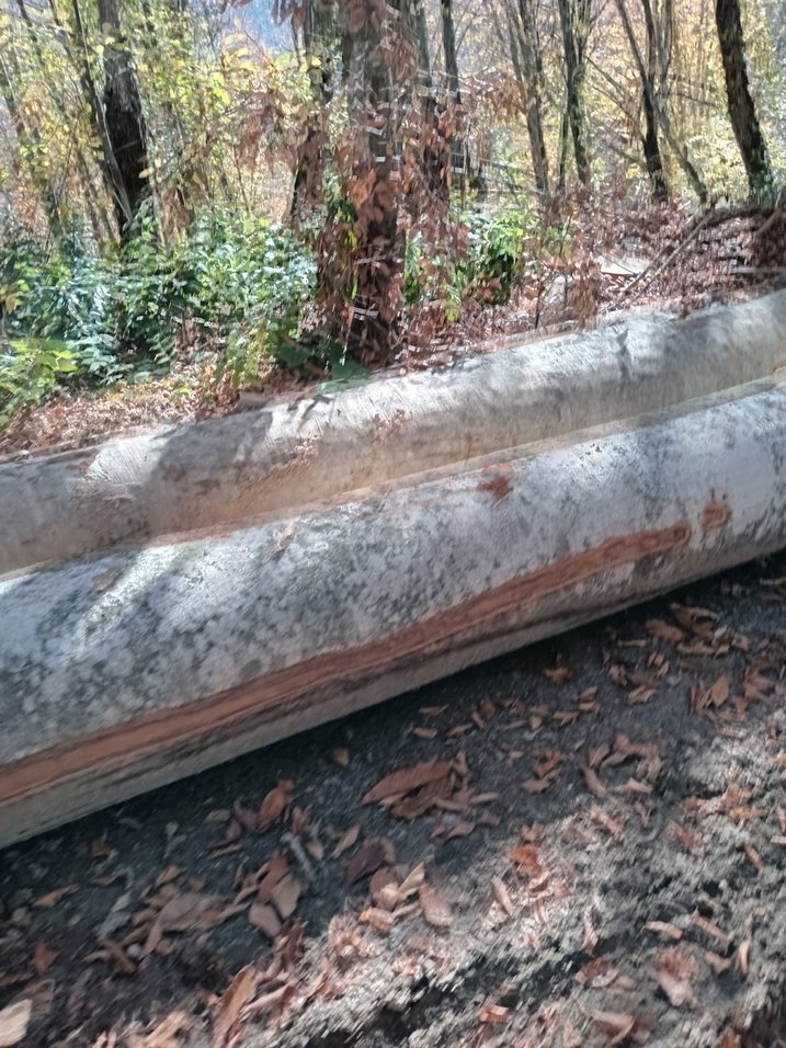 1. Sınıf gürgen ağacı ton bazlı satış - Görsel 5