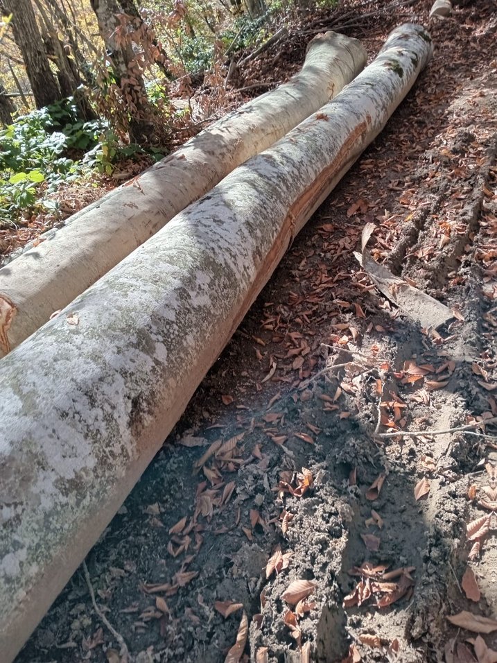 1. Sınıf gürgen ağacı ton bazlı satış - Görsel 4