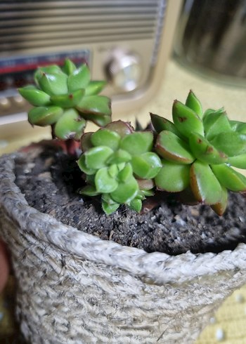 Yeşil Sukulent Saksı - Görsel 3