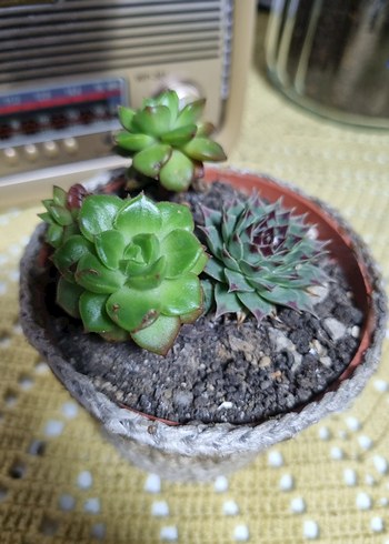 Yeşil Sukulent Saksı - Görsel 4