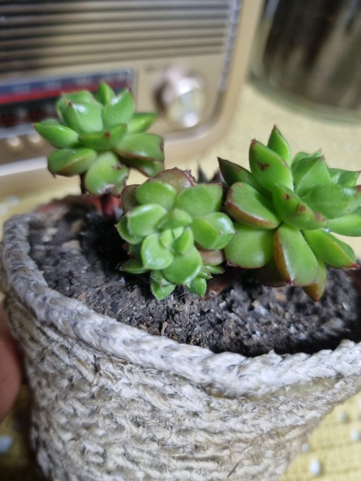 Yeşil Sukulent Saksı - Görsel 3