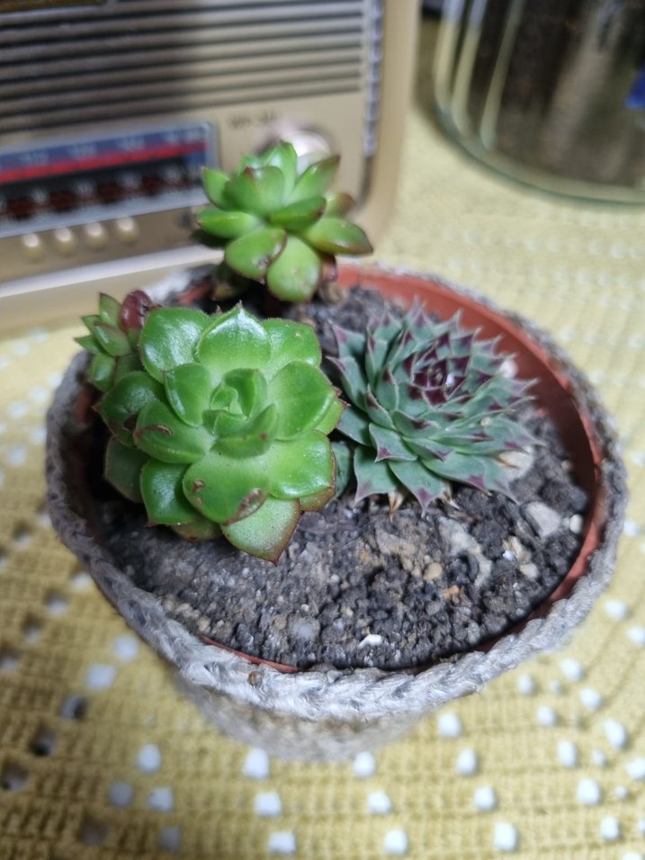 Yeşil Sukulent Saksı - Görsel 4