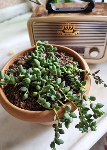 Bej Saksıda Canlı Yeşil Bitki - Görsel 2