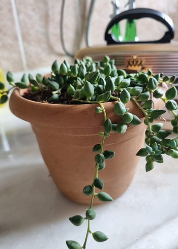 Bej Saksıda Canlı Yeşil Bitki - Görsel 3