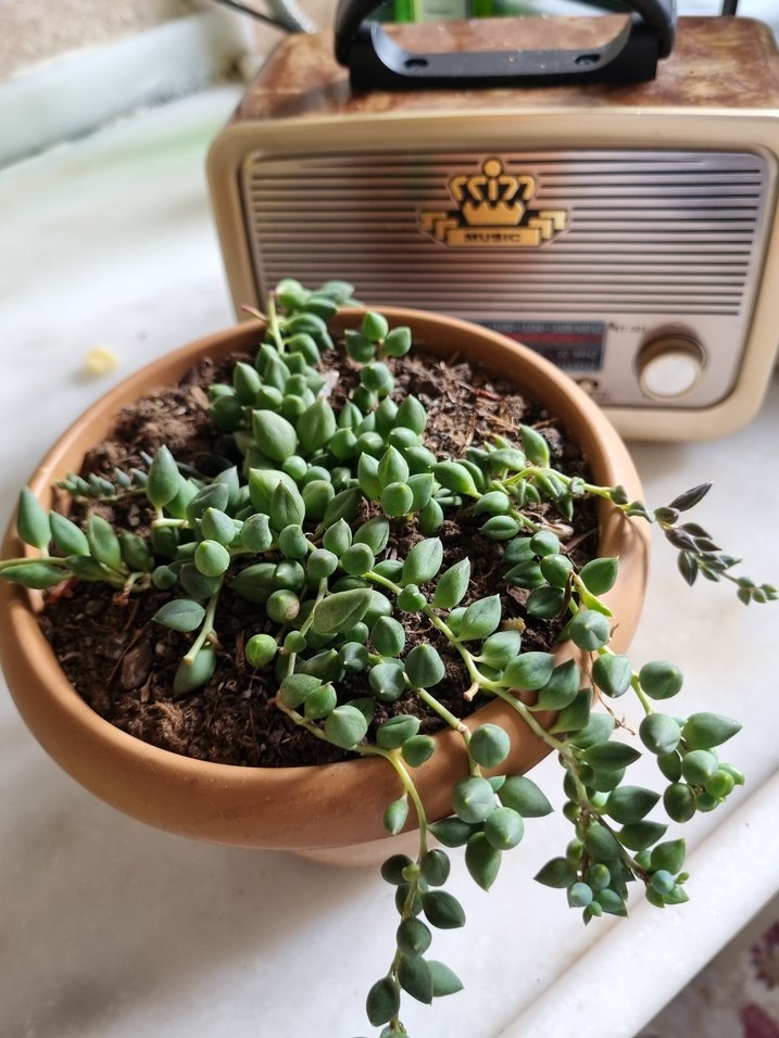 Bej Saksıda Canlı Yeşil Bitki - Görsel 2