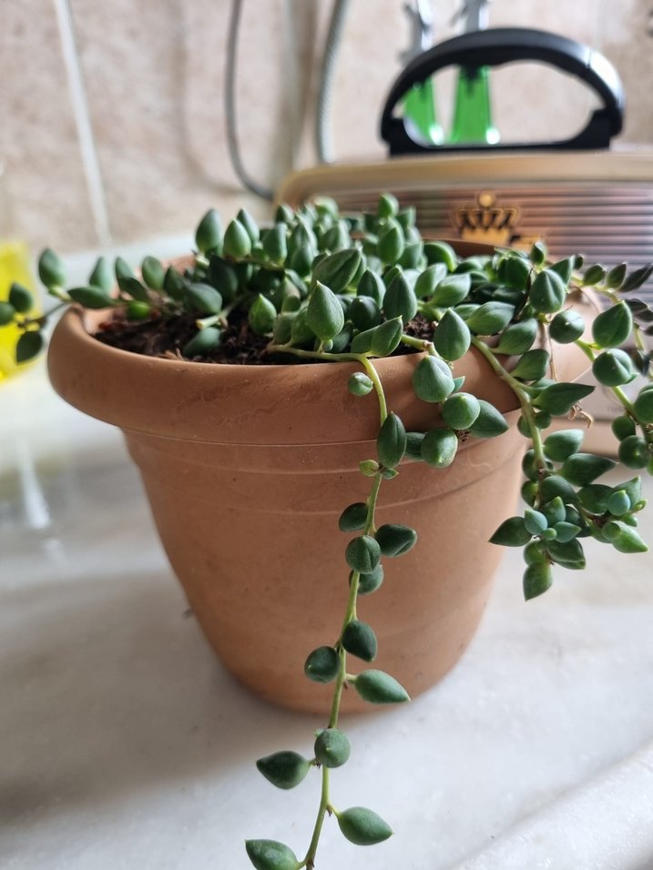 Bej Saksıda Canlı Yeşil Bitki - Görsel 3