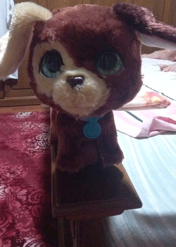 konuşan köpek