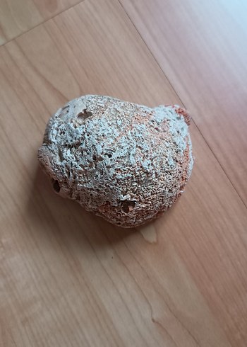  Beden turuncu Renk Pastel Bej Deniz Kabuğu