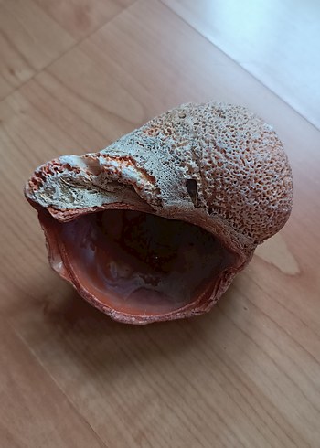 Diğer Pastel Bej Deniz Kabuğu