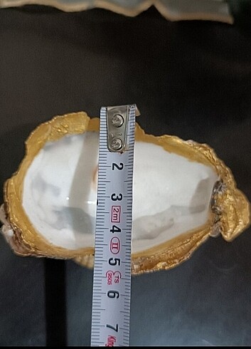 Diğer gerçek istiridye kabugu. dore ile renklendirilmiş verniklenmisti