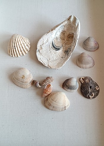 Doğal Deniz Kabukları Seti