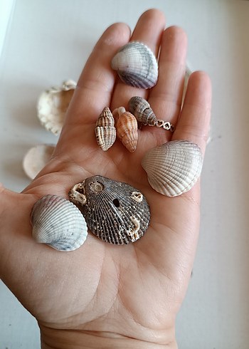 Beden Doğal Deniz Kabukları Seti
