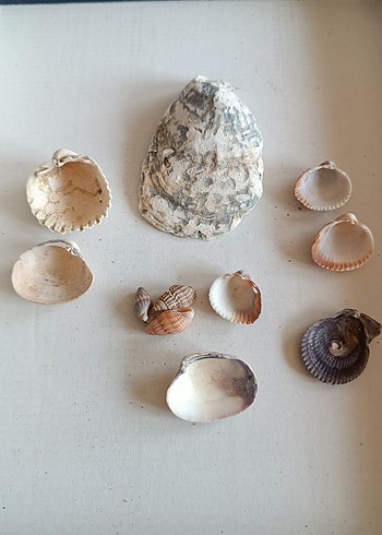 Beden beyaz Renk Doğal Deniz Kabukları Seti