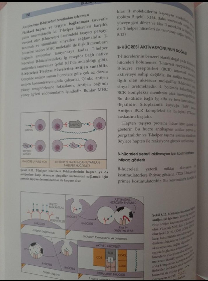 Roitt's Temel İmmünoloji 11. Baskı Sağlık Kitabı - Görsel 3