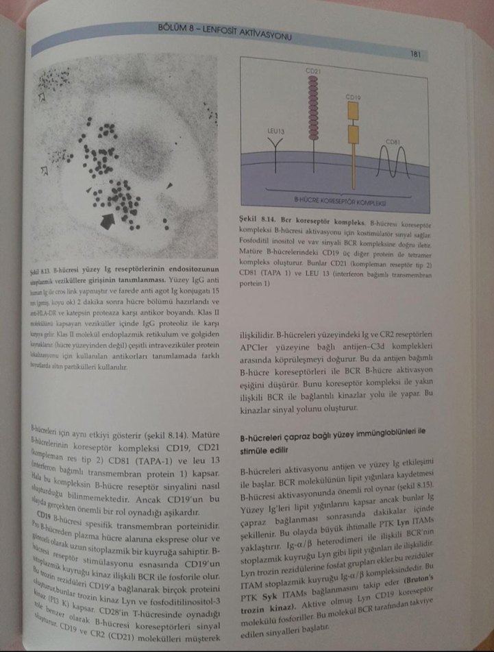 Roitt's Temel İmmünoloji 11. Baskı Sağlık Kitabı - Görsel 4