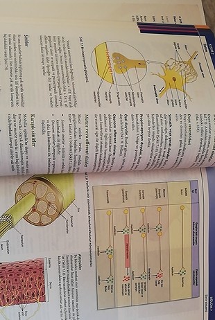 m Beden anatomi ve fizyoloji ders kitabı