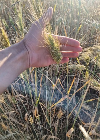  Beden Renk Özü Yüksek Ata Tohum 1 KG Fiyat
