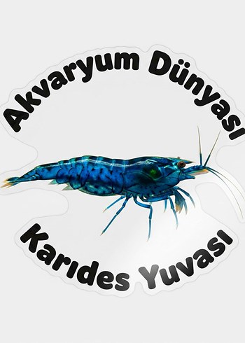  Sarı Akvaryum Karidesi 10 adet
