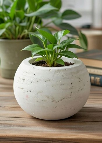 mini Yuvarlak Saksı - Görsel 2