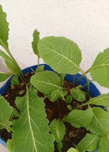 Yaban turp fidesi - Görsel 2