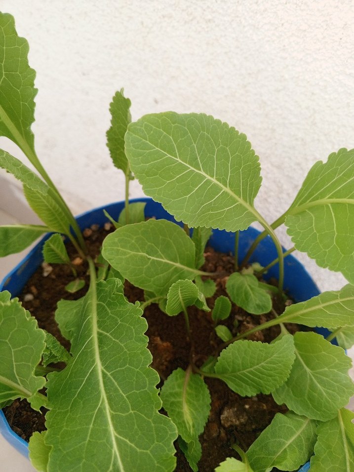 Yaban turp fidesi - Görsel 2