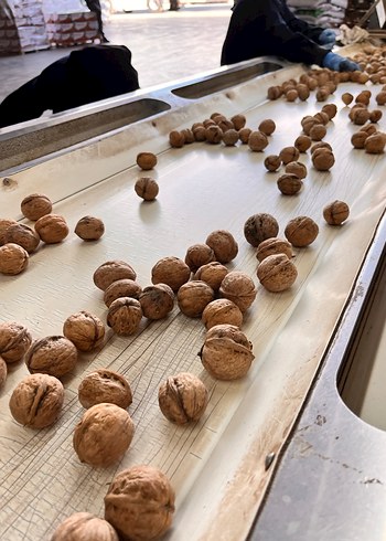 İnce kabuk %65 ceviz içi 2 kilo - Görsel 3