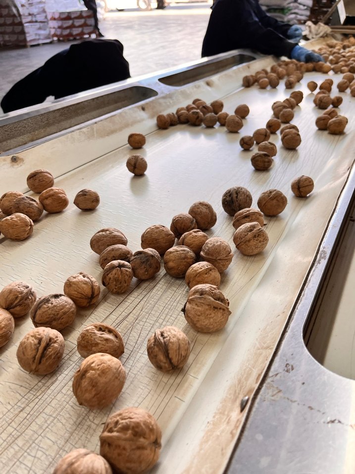 İnce kabuk %65 ceviz içi 2 kilo - Görsel 3