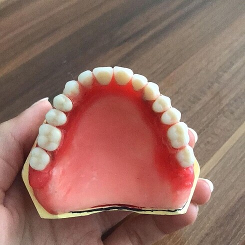  Beden Renk Diş hekimliği protez diş dizimi