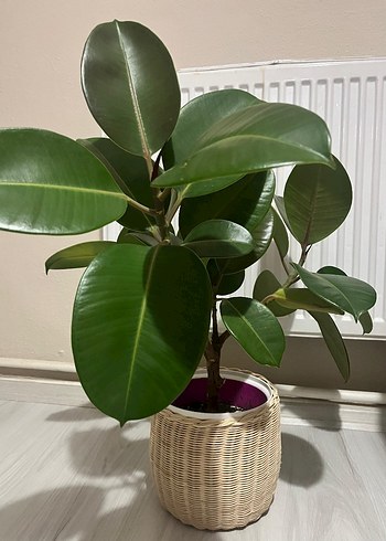 Hasır Saksı - Görsel 3