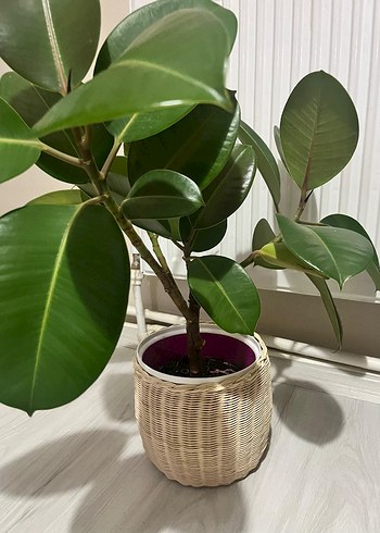 Hasır Saksı - Görsel 2