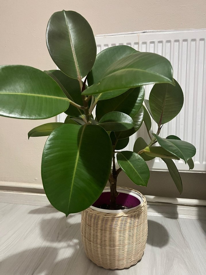 Hasır Saksı - Görsel 3