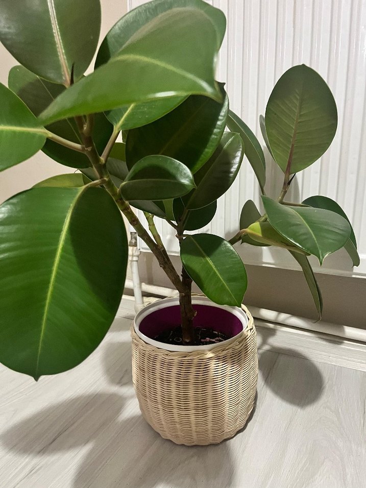 Hasır Saksı - Görsel 2