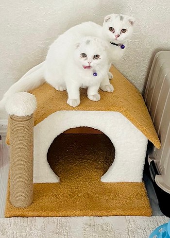 Beyaz Kedi Evi ve Tırmalama Direği